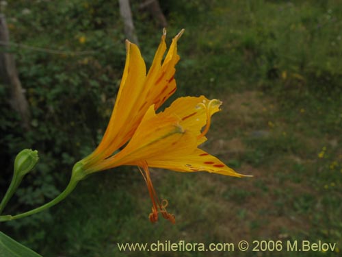 Bild von Alstroemeria aurea (Alstromeria dorada / Amancay / Liuto / Rayen-cachu). Klicken Sie, um den Ausschnitt zu vergrössern.